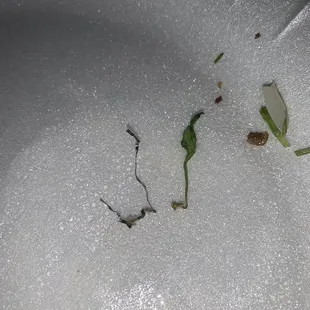 a plant sprouting from the ground