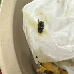 Fly found in my food