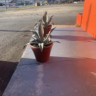 Agave plants at entrance