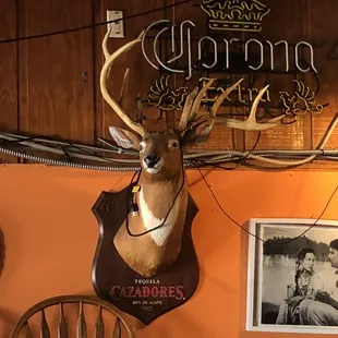 a deer head mounted on a wall