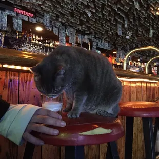 Tavie, the resident Tavern tabby enjoying a milk shot.