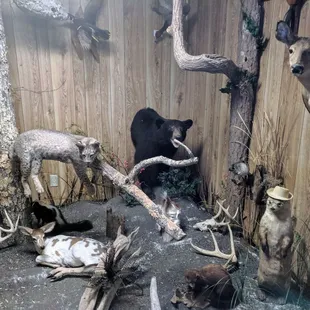Taxidermy Display!