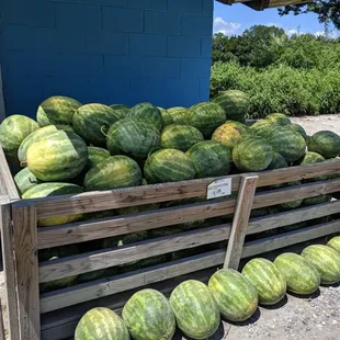 Local Watermelons