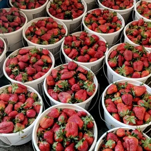 Fresh Strawberries