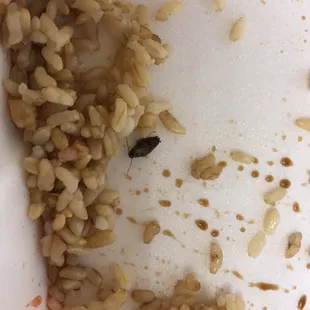 a plate of rice and a bug