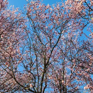 View looking upward before walking to Taste of India (3/22/23)