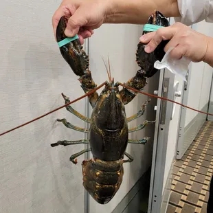 Picked a Lobster