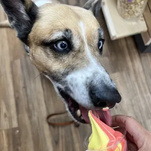 My doggie says it&apos;s yummy!