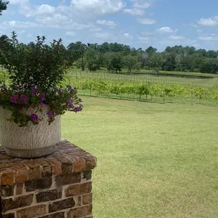 View from the back patio