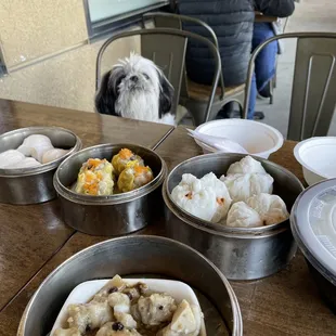 Our Shih Tzu Mojo and a delectable spread of dim sum at Tasty Box