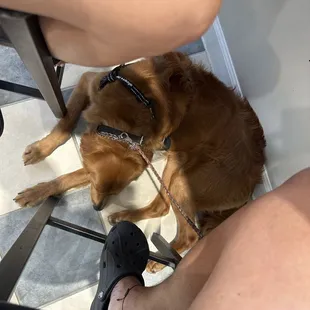 Copper being a good boy