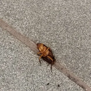 Walked in,  used restroom, walked out for obvious reason