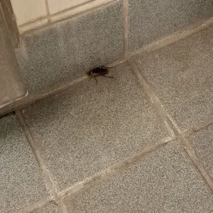 Alive and dead. In mens restroom.