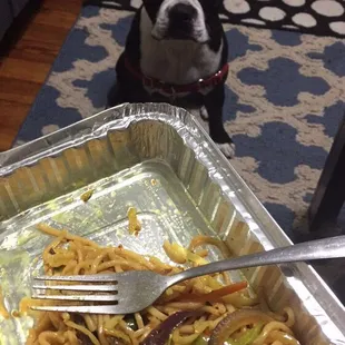 Even a puppy stares and waits for Chowmein