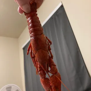 Good size! Great flavor