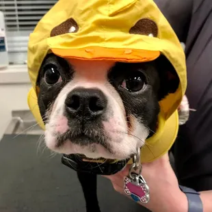 Koko always has the best accessories! She showed everyone her fancy jacket during her appointment with Dr. Sullivan.