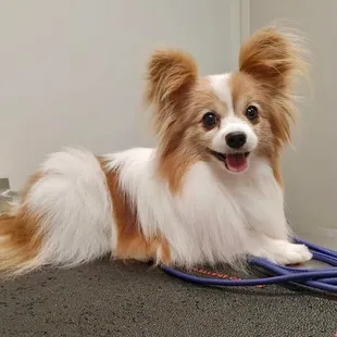 Stryker came to see Dr. Sullivan for an exam and oral health check. We just had to share this sweet face!!