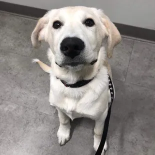 Stella is so proud of herself after finishing her puppy visits with us! We are all so excited to continue watching her grow.