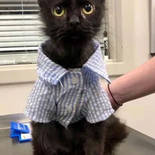 Bagheera is ready for Keeneland (seersucker shirt included)!!
