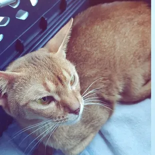 Bought my sweet babygirl Mango from them back in 2019, she has had everything that could go wrong, Poor girl passed today at the age of 5.