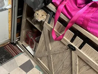 Southern Arizona Cat Rescue