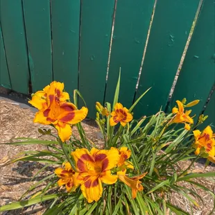 a bunch of yellow flowers
