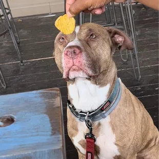 Dog friendly (outside area)-- we let him have a fried pickle &amp; he enjoyed it!