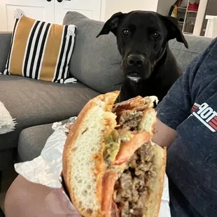 My dog eyeballing my Tortas