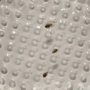 Just found these in the hotel room. Lord knows what other bugs would discovered in the restaurant downstairs