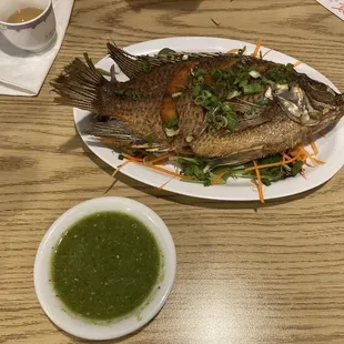 Tilapia