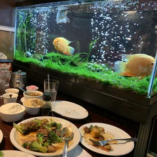 a fish tank filled with food