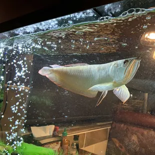 A South American Silver Arowana!