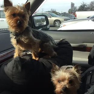 TAXI STEVE LLC and his &quot;vicious,&quot; antiterrorist TAXI YORKIES!