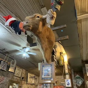 a deer head mounted on the ceiling