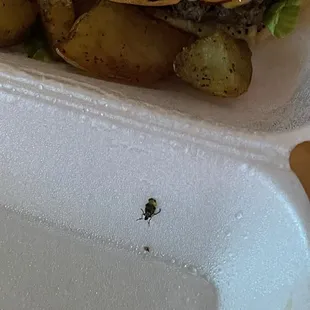 Bug in the container
