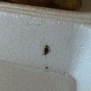 Ewwww didn&apos;t know bugs came with the food