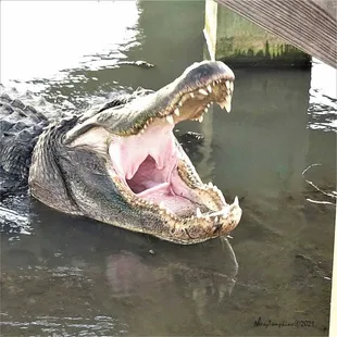 LOL! This is Boots, a 14-ft aligator that lives in Port Aransas TX. He doesn&apos;t need treatment, just a big meal once in awhile.