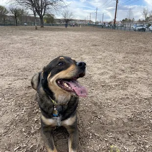 My pup at the dog park!