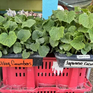 Cucumbers plants!