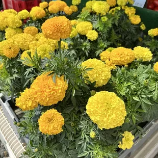 Marigold plant
