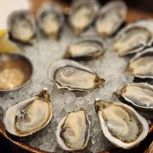 oysters