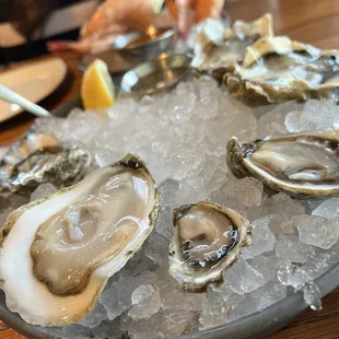 Various oysters