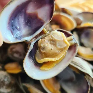 Manilla clams