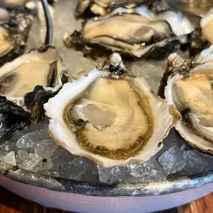 Oysters