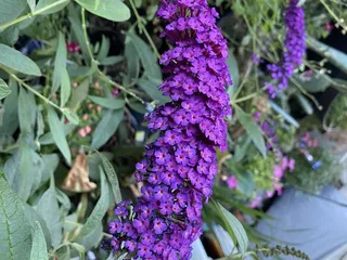 Mountain Gardens Nursery & Pet