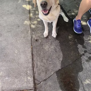 a dog sitting on the sidewalk