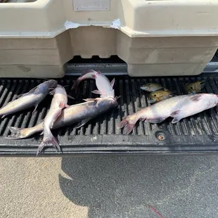 Caught a lot of fish kept a couple too. I love this lake one of the best places to go fishing and much more.