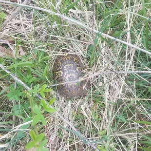 Turtle near the campsite.