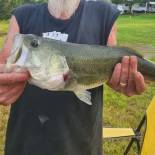 Nice size fish in our lake