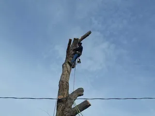 Antonio' s Tree Service